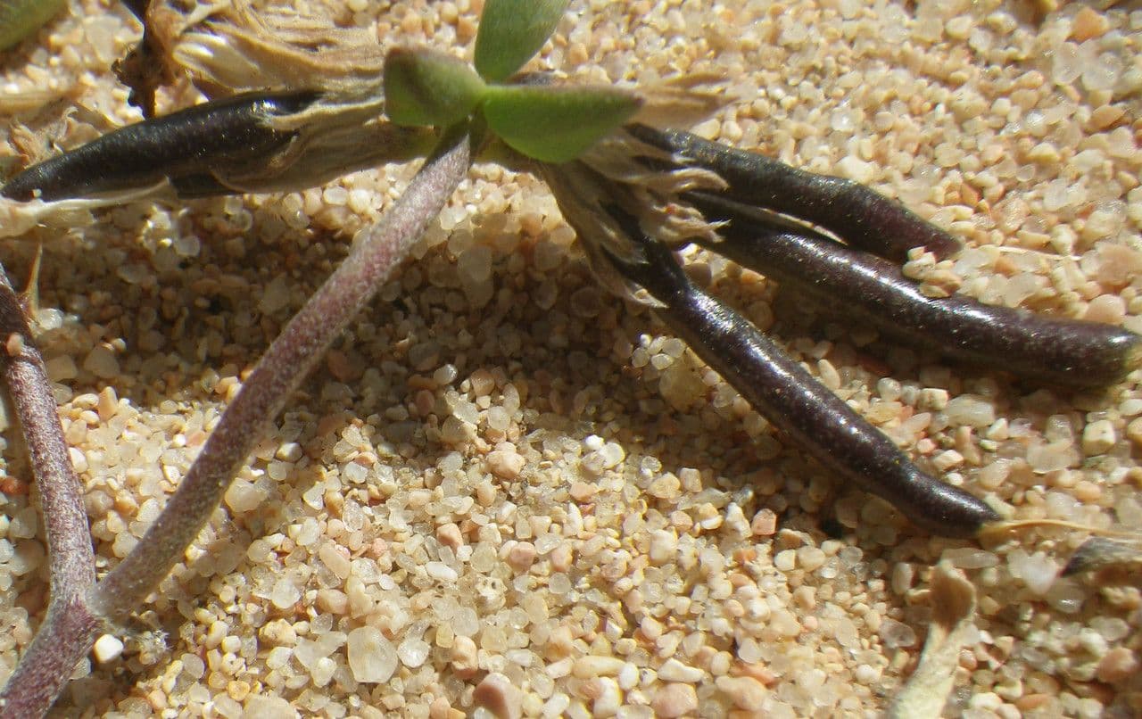 Lotus cytisoides 3