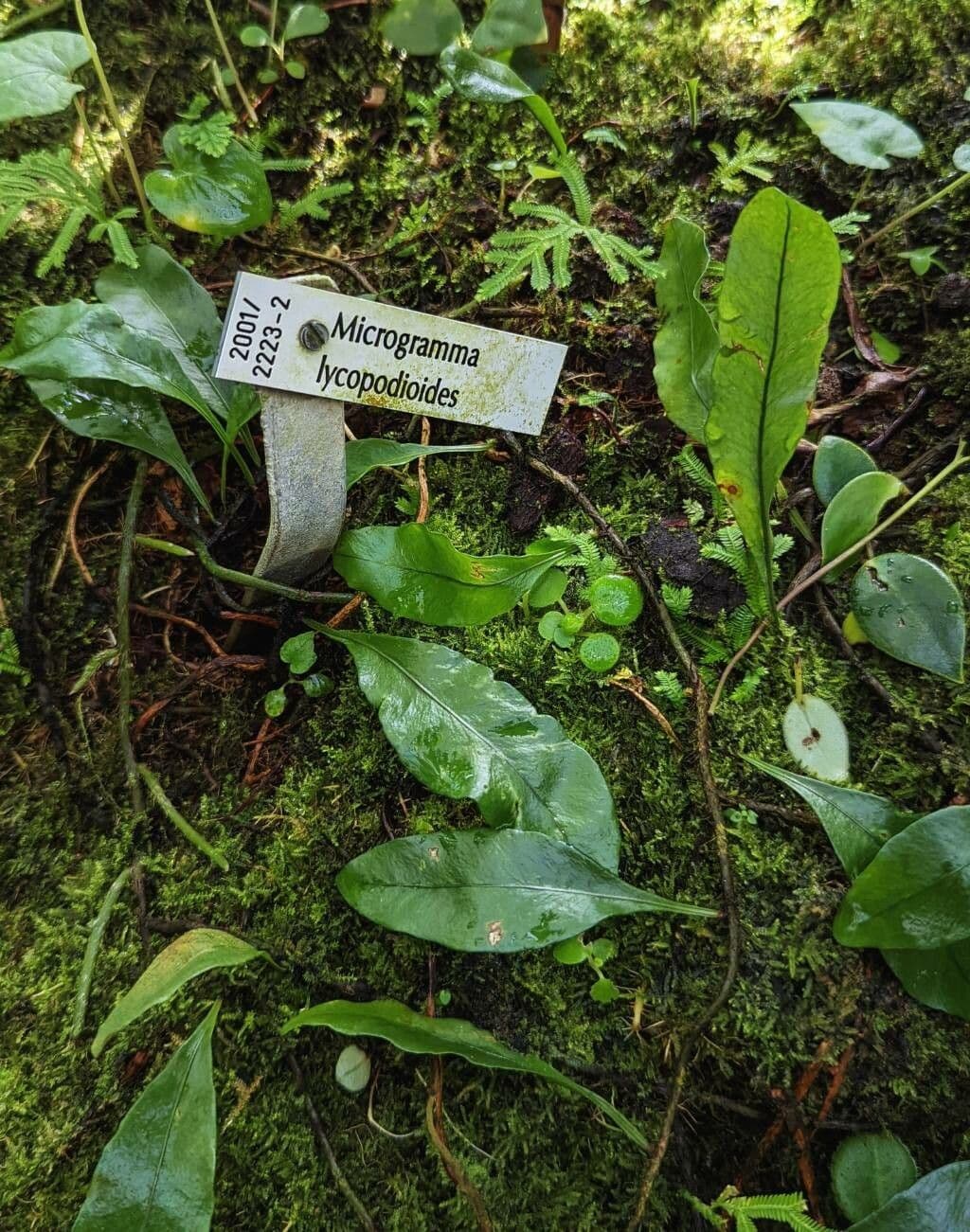 Microgramma 5
