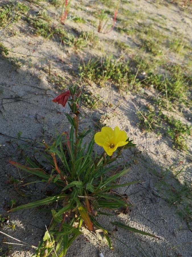 Onagra stricta 13