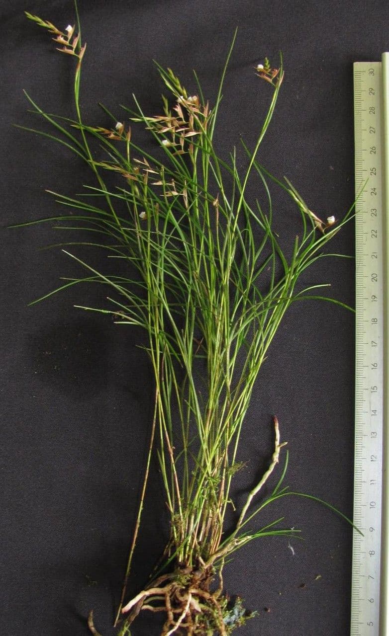 Elleanthus 4