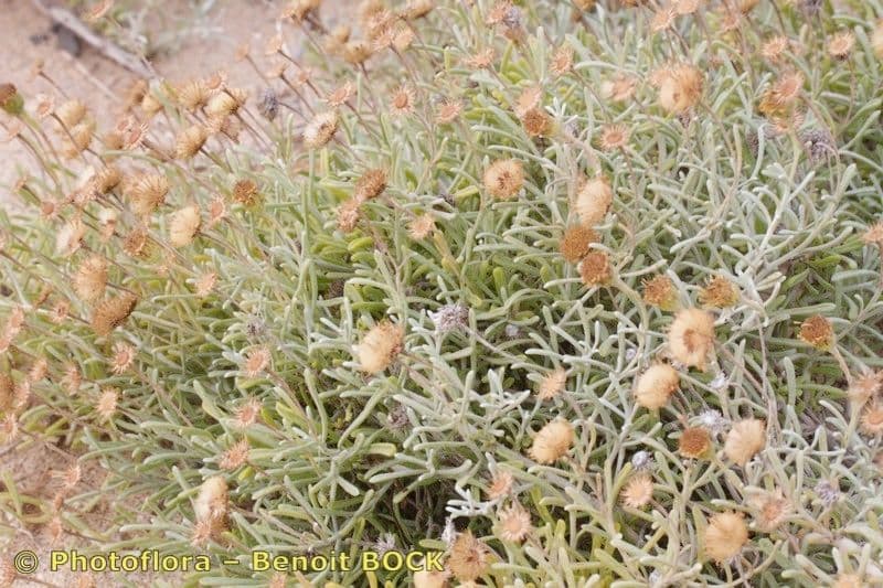 Pulicaria 11