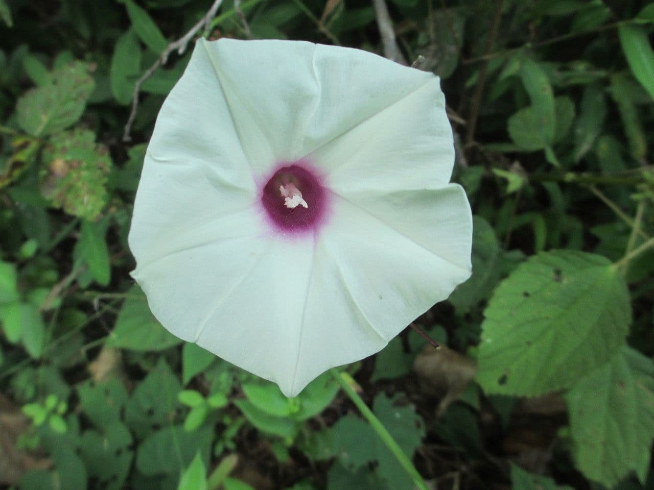 Ipomoea pandurata 3