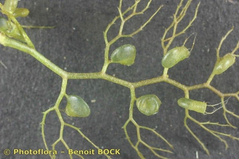 Erba vescica 4