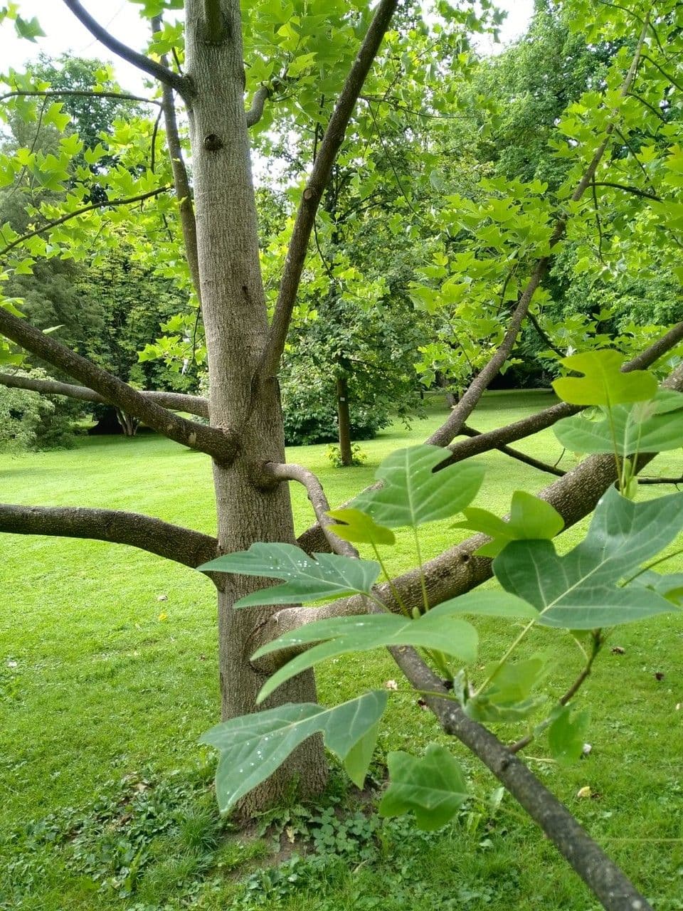 Chinesischer Tulpenbaum 2
