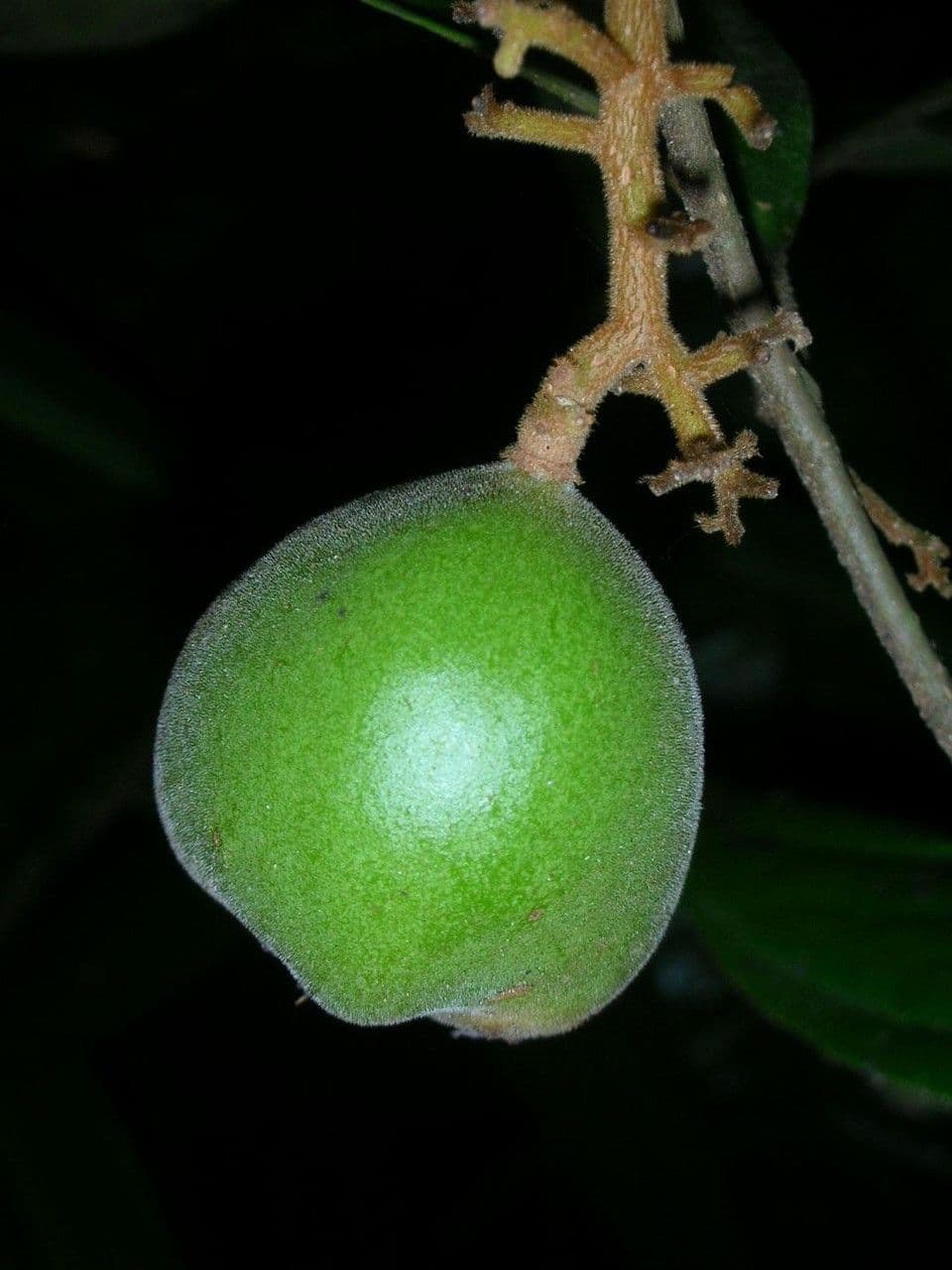 Leretia 3