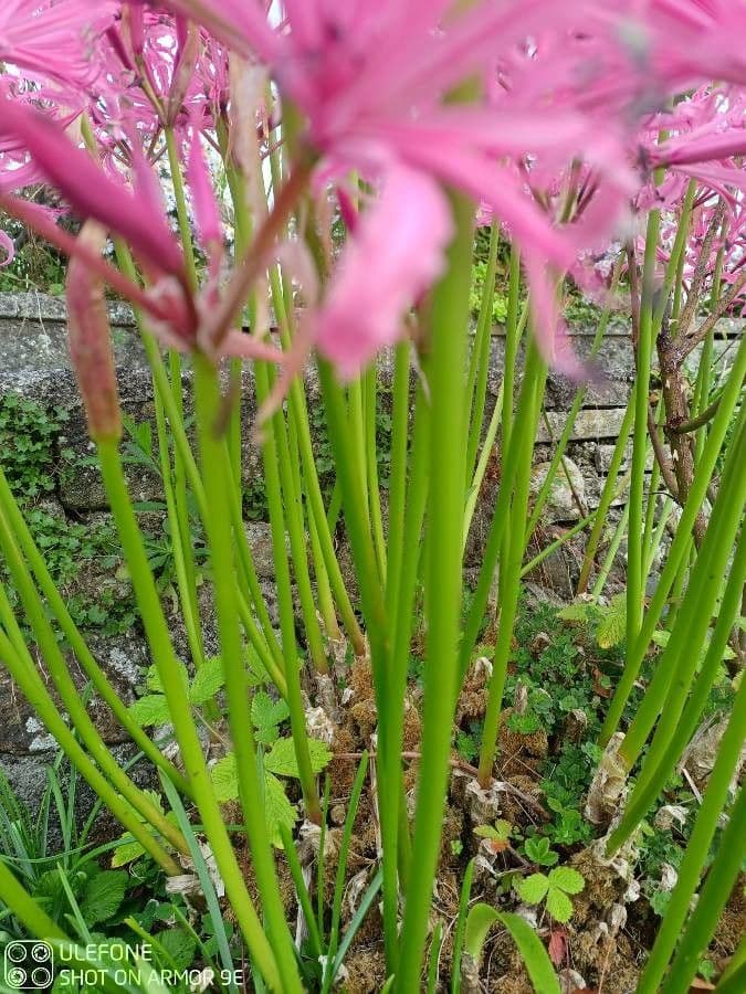 Nerine 7