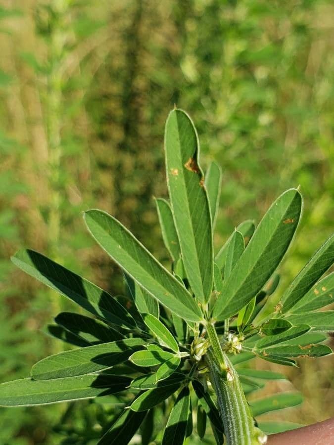 Lespedeza capitata 19