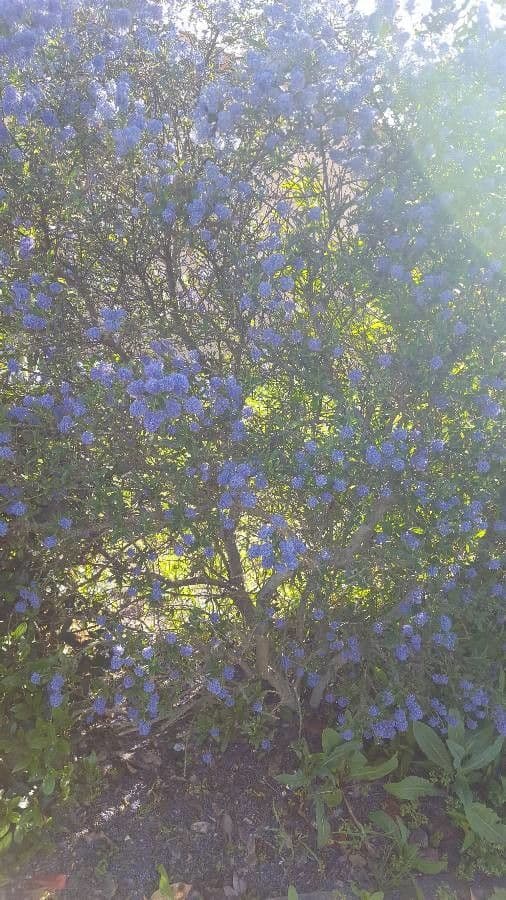 Ceanothus plstnatý 12