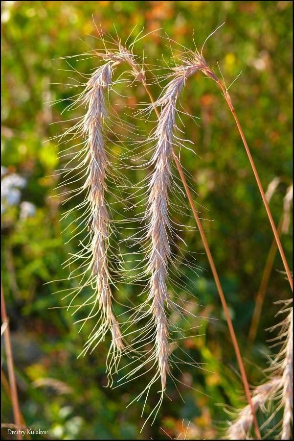 Elymus sibiricus