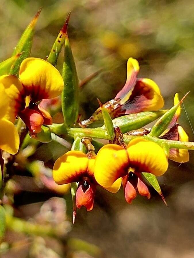 Daviesia 2