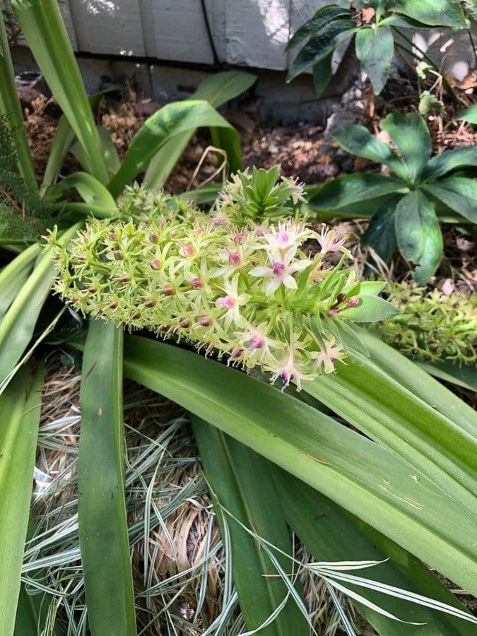 Eucomis 2