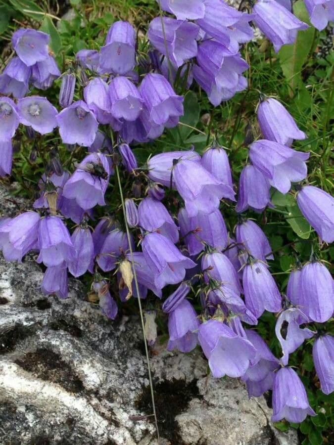 Zwerg-Glockenblume 10