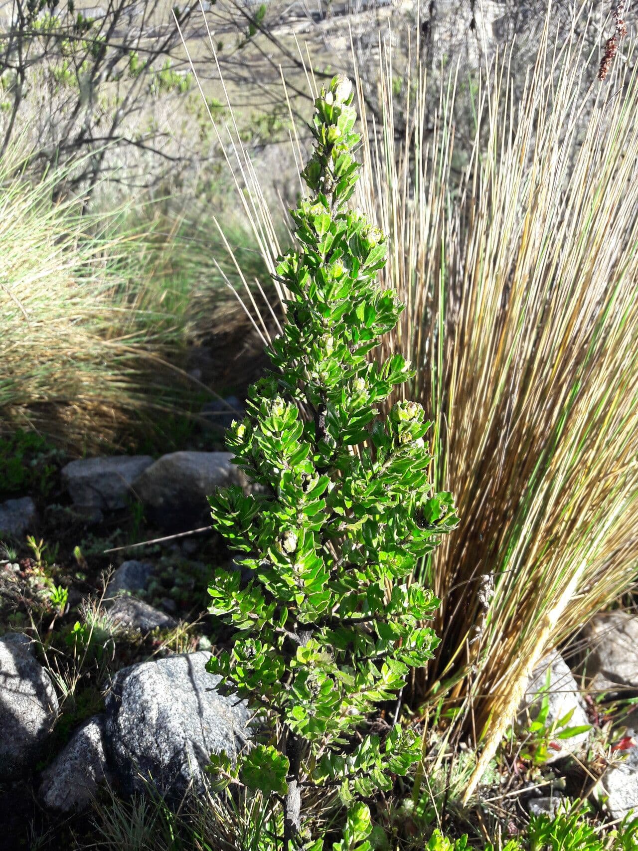Baccharis 8