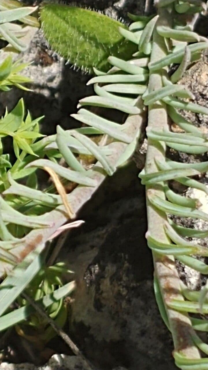 Linaria 11