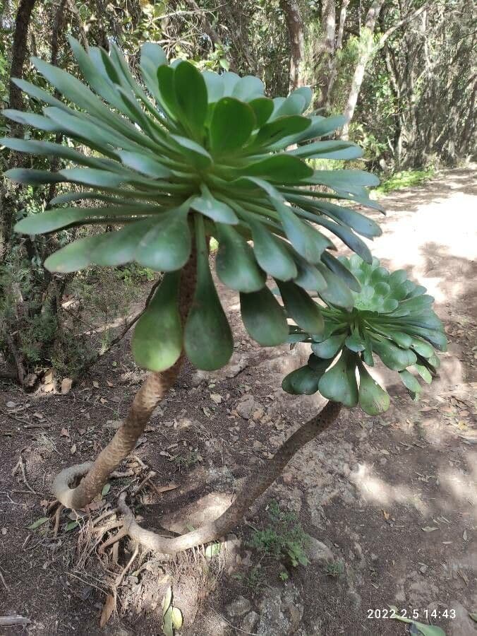  Aeonium canariense 12