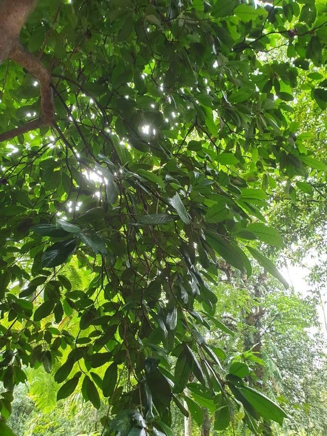 Baccaurea 4