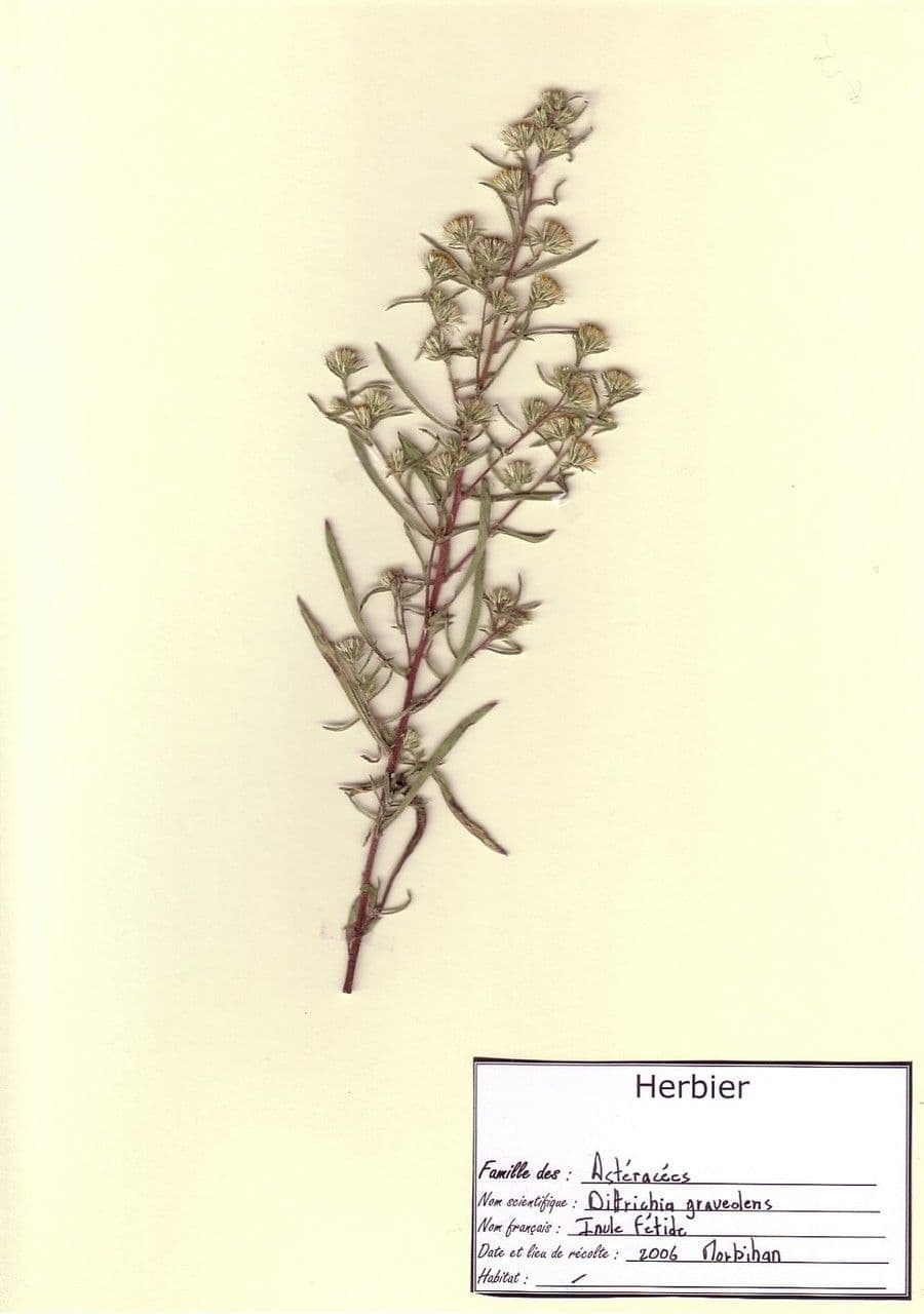 Inula fetida 37
