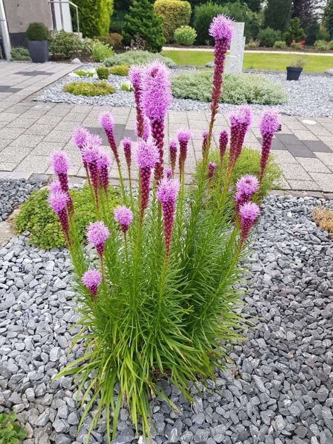 Liatris espigada 20