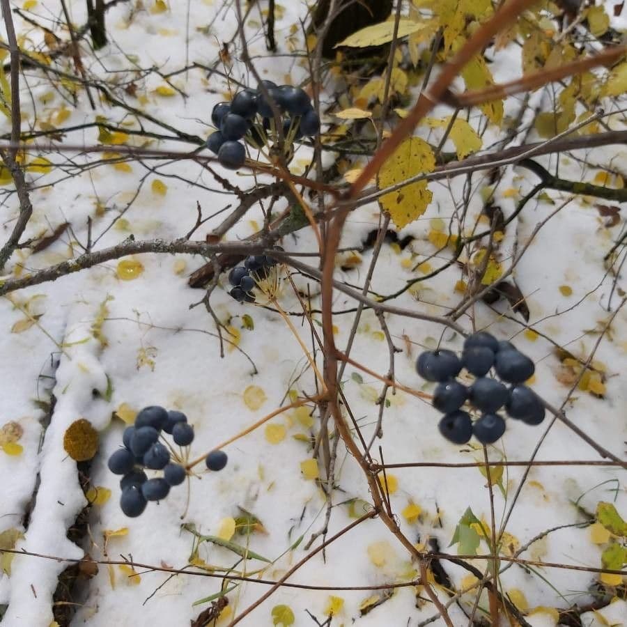 Kanadische Mondsame 2