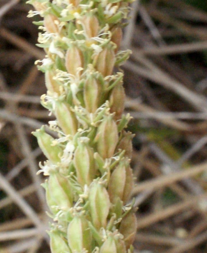 Reseda bianca 2