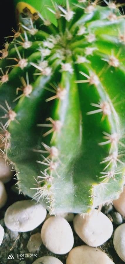 Cactus 2