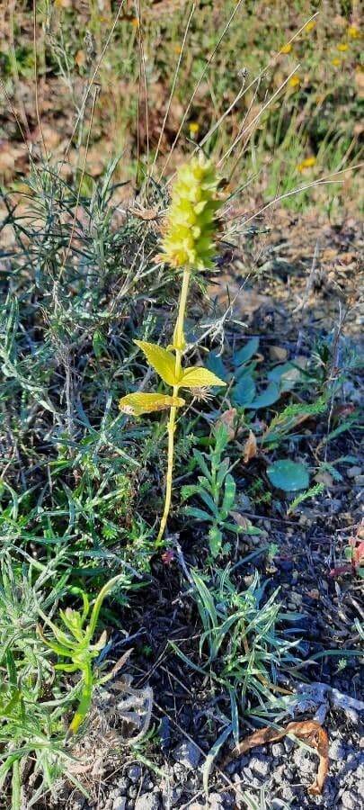 Sideritis hyssopifolia 30