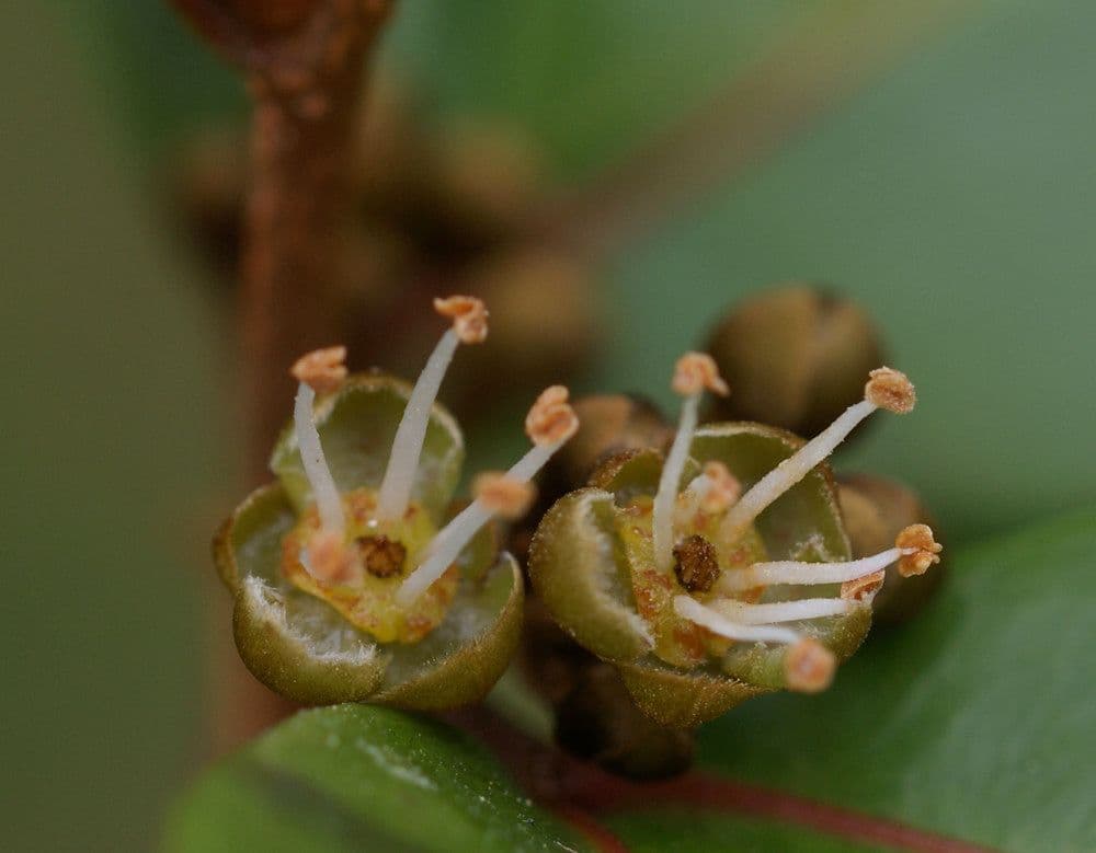 Doratoxylon apetalum 4