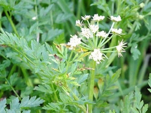 Finocchio acquatico 28