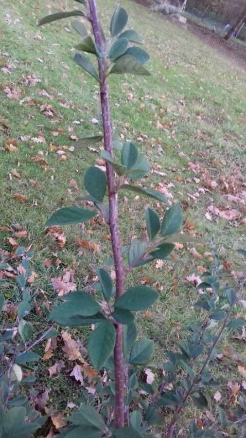 Cotonéaster cotoneaster 22