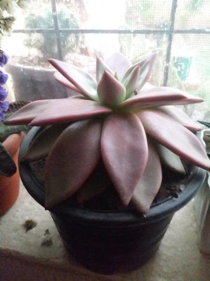 Echeveria 20