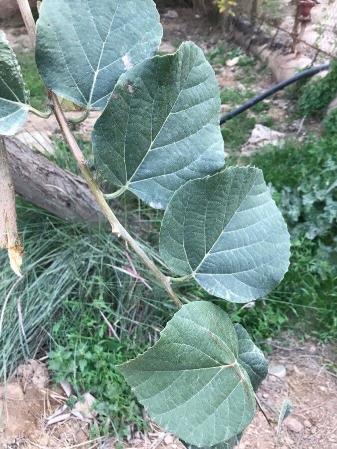 Cordia 19