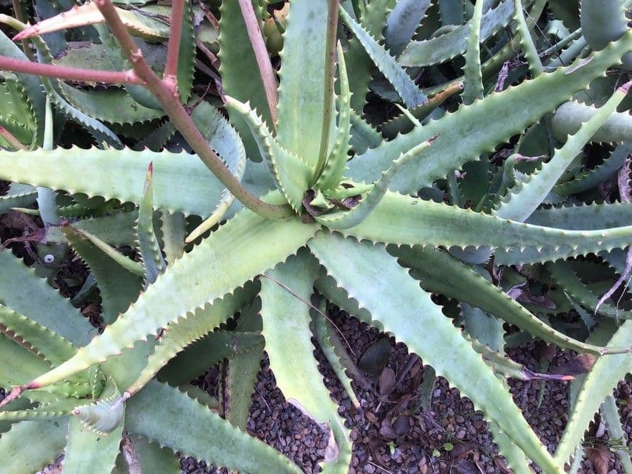 Aloe a righe 3