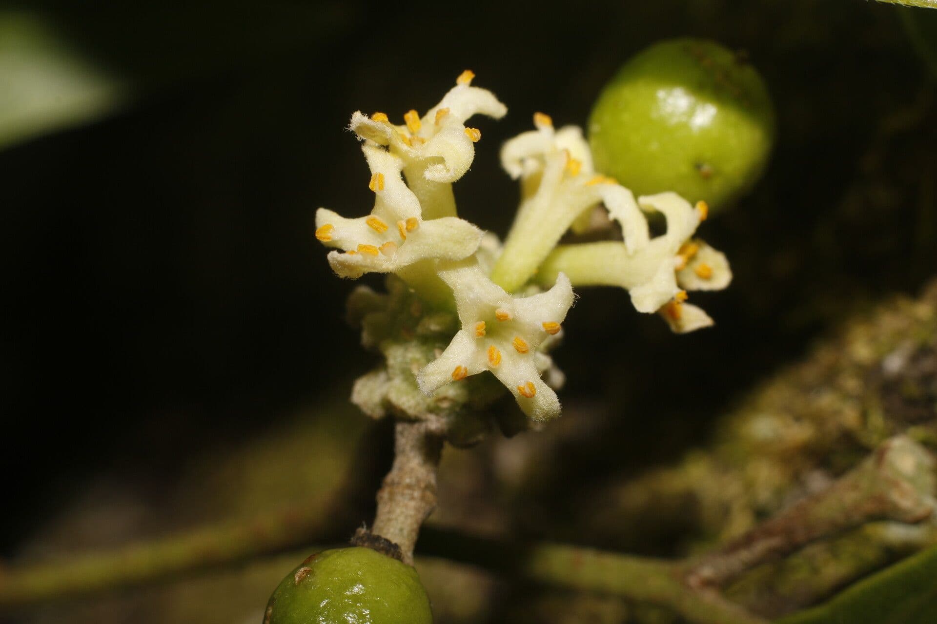 Daphnopsis americana 10