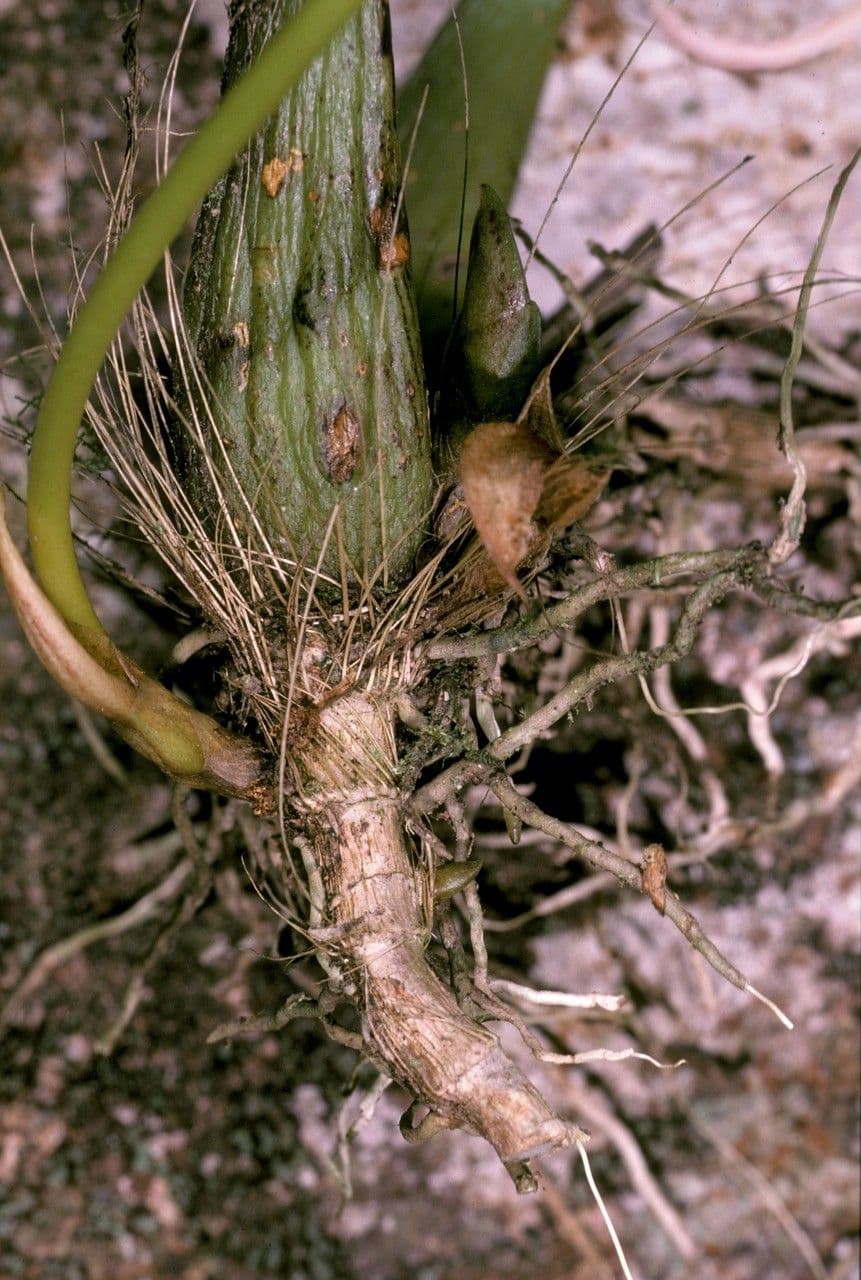 Bulbophyllum 8