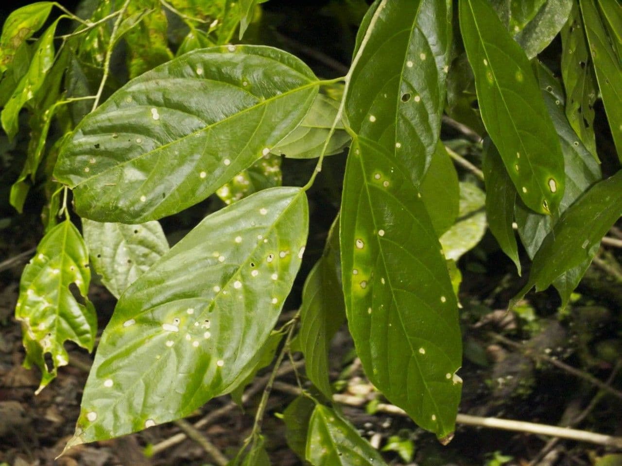 Quararibea 3