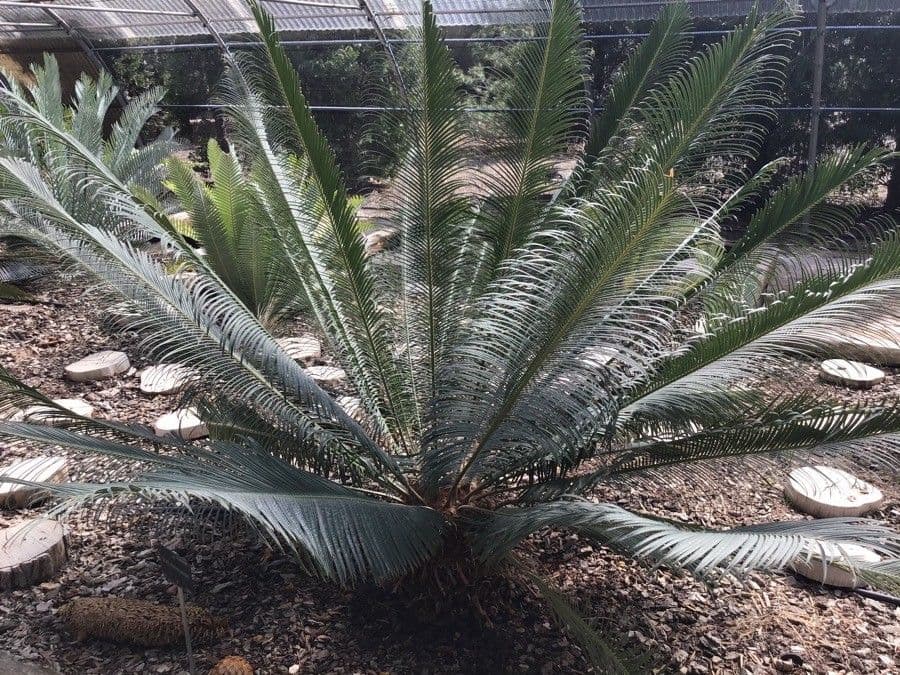 Cycad
