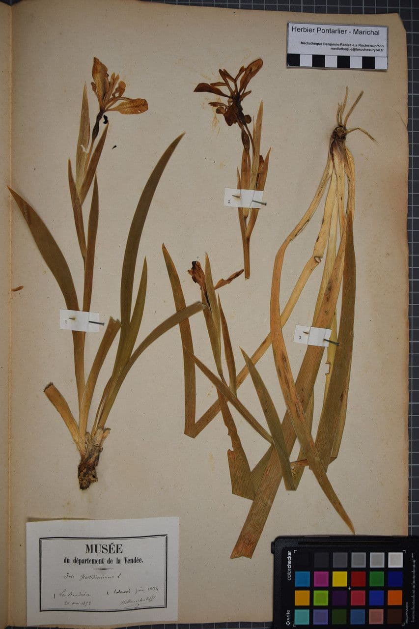 Iris fétide 30