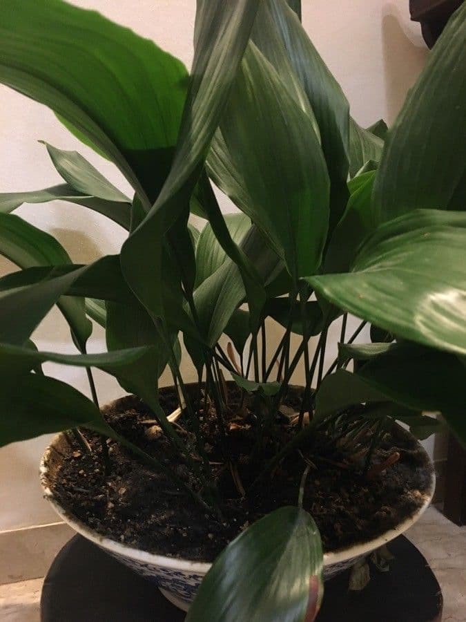 Schusterpalme 12