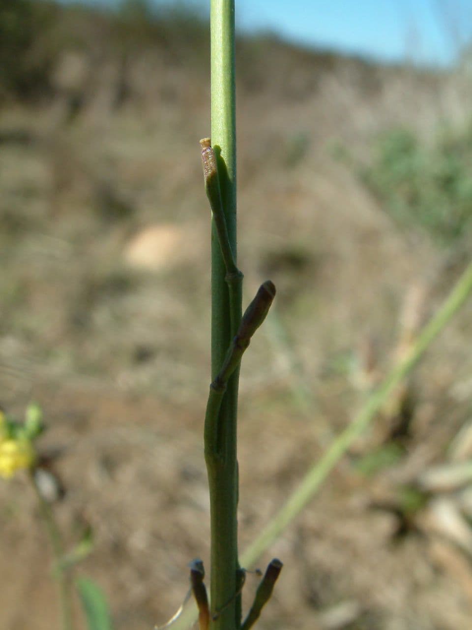 Senape ruca 21
