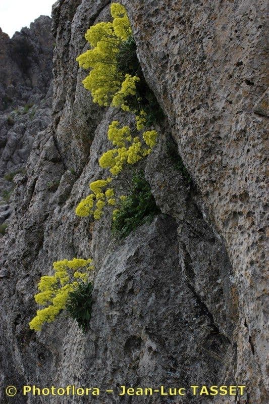 Biscutella frutescens 7