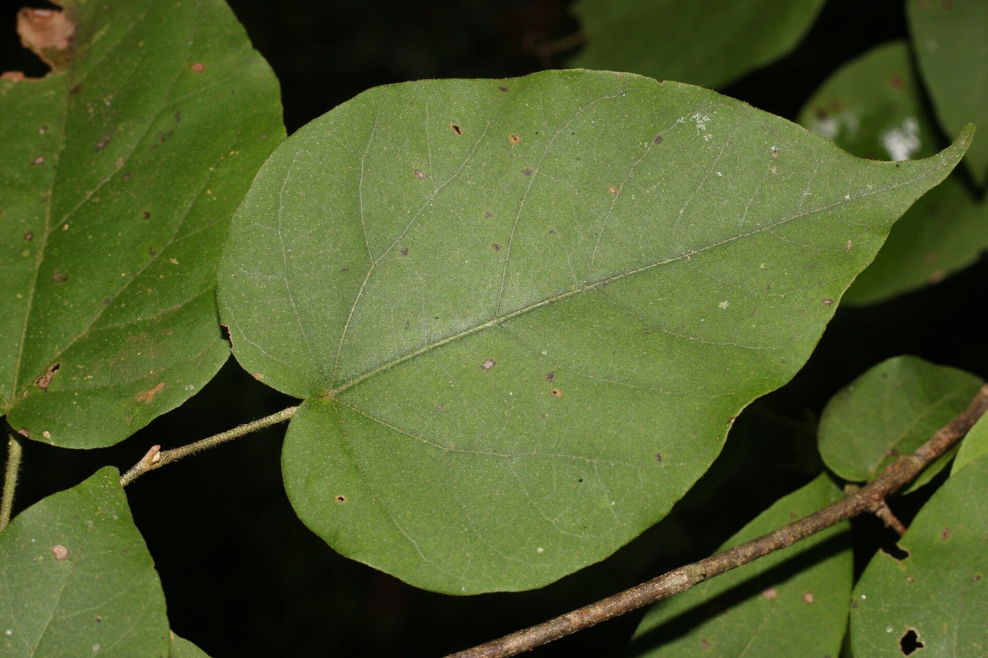 Croton niveo 9