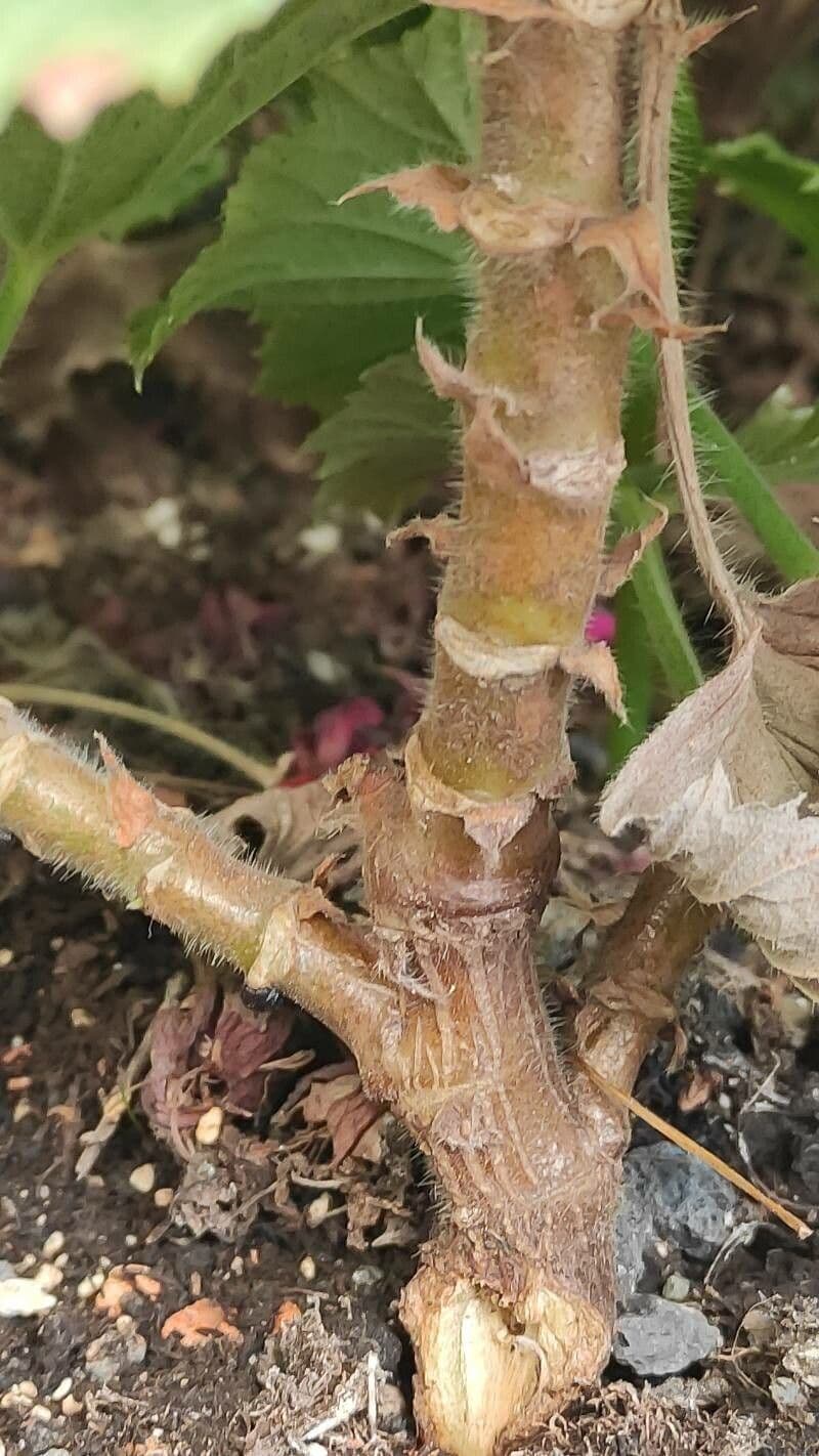 Pelargonio 13