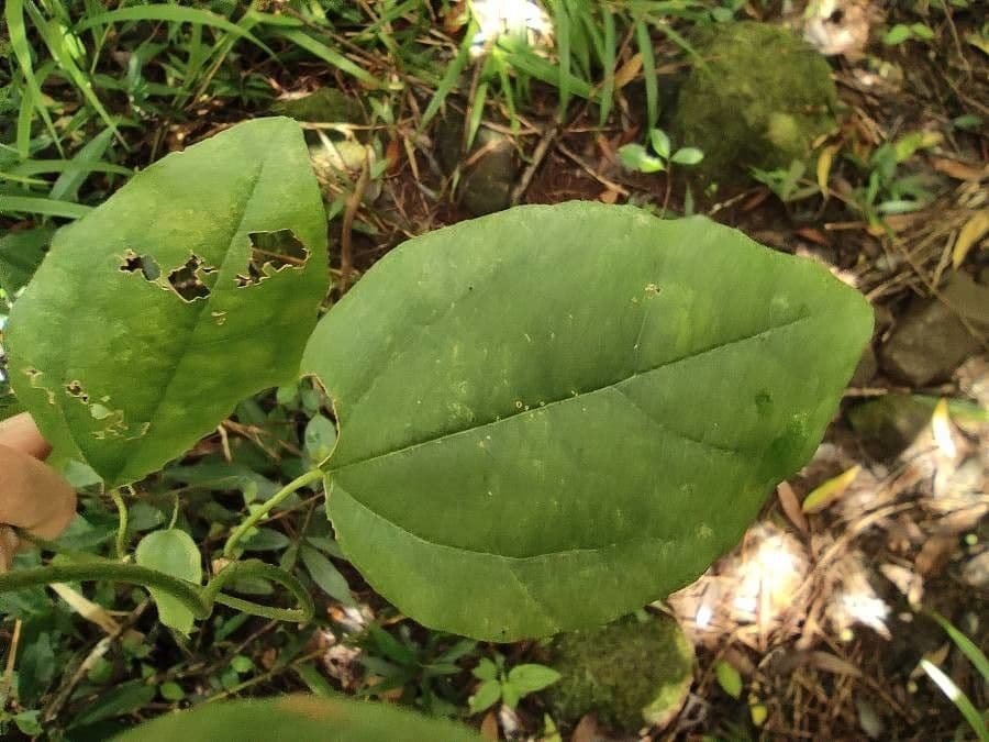 Cocculus orbiculatus 7