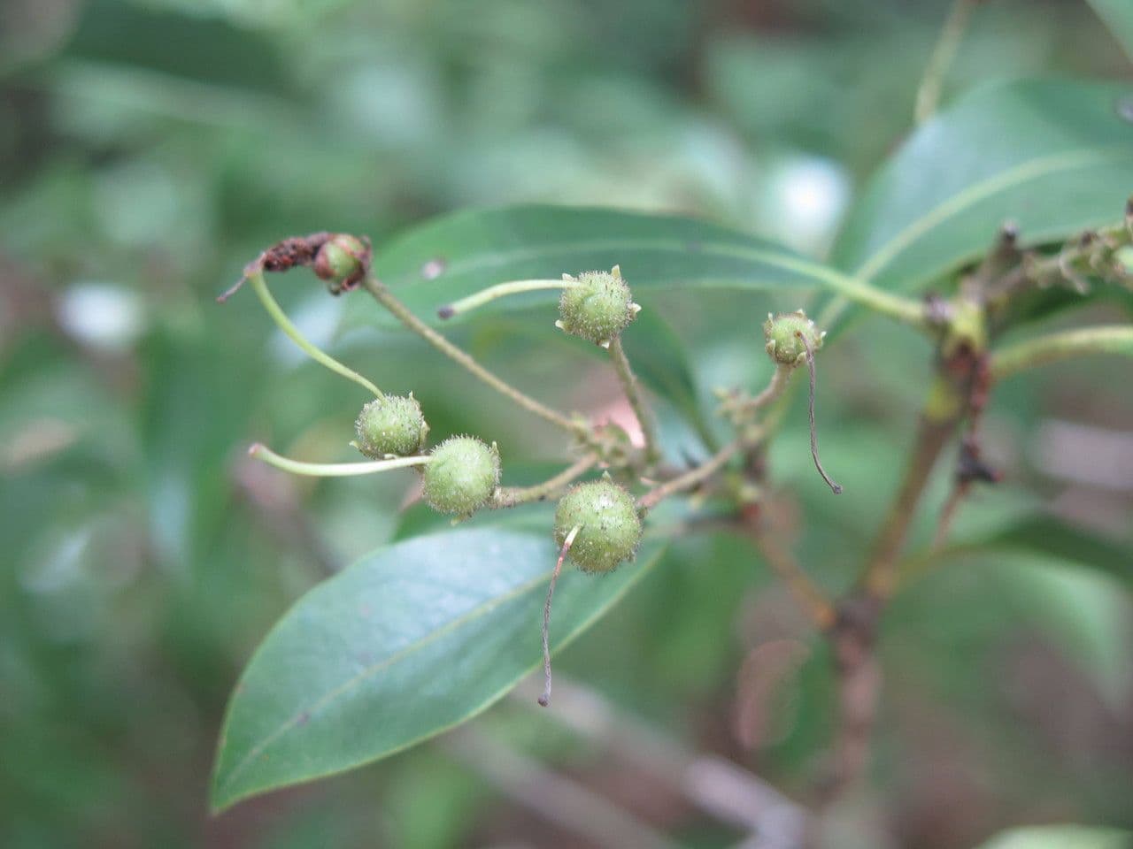 Kalmia szerokolistna 3