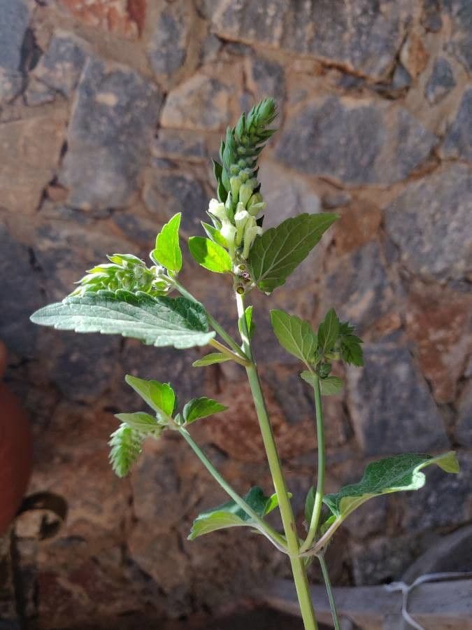 Scutellaria 12