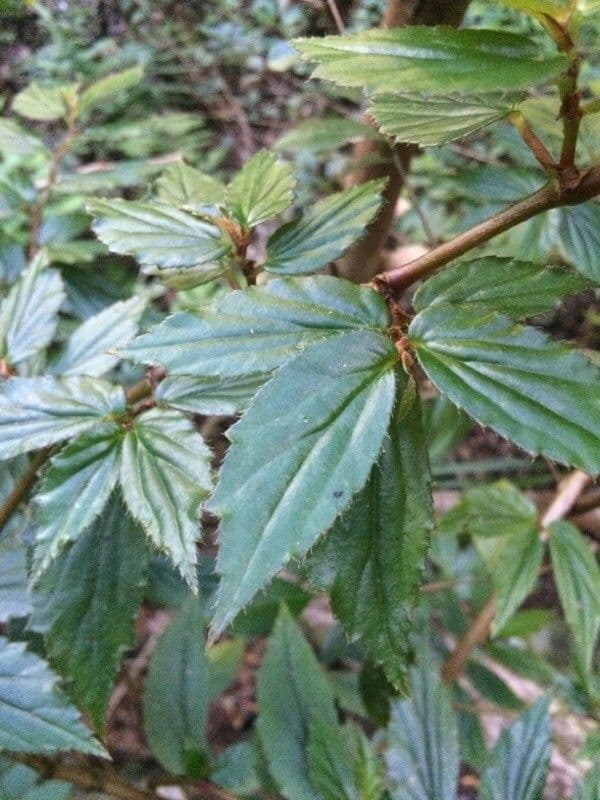 Fuchsie-Begonie 12