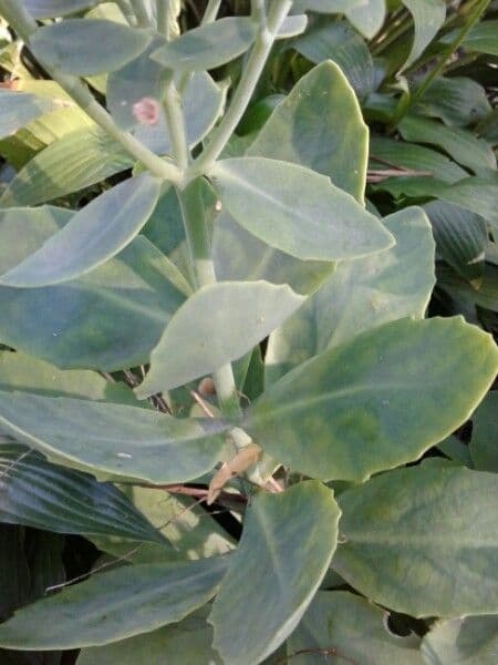 Sedum glauco 11