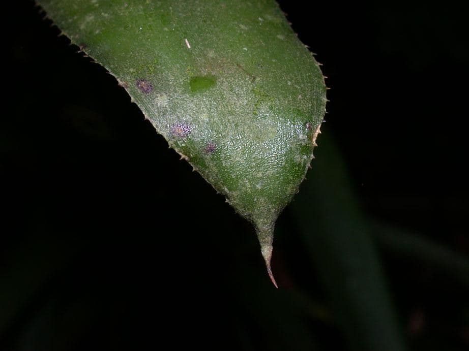 Aechmea 20