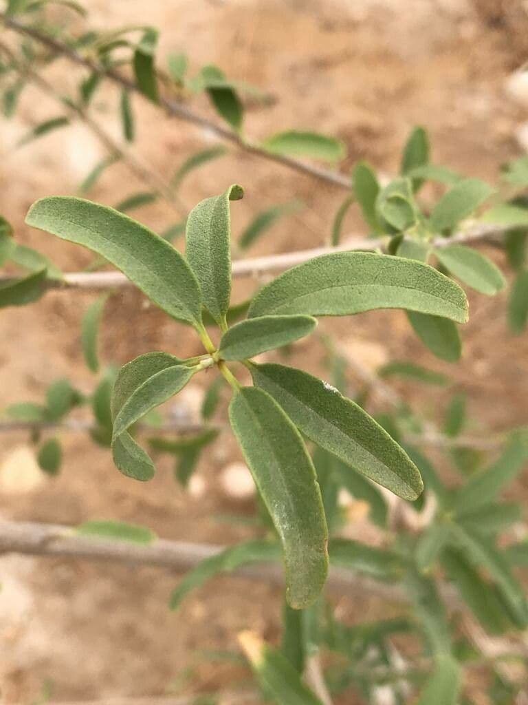 Tecomella 9