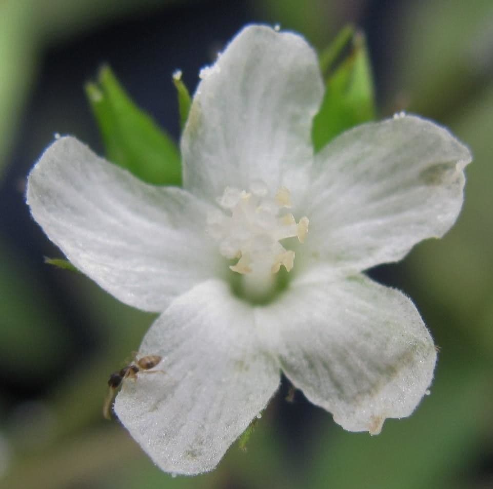 Pavonia arbustiva 4
